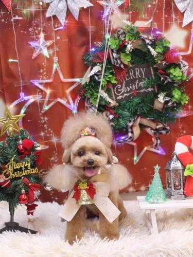 20231229麦ちゃん